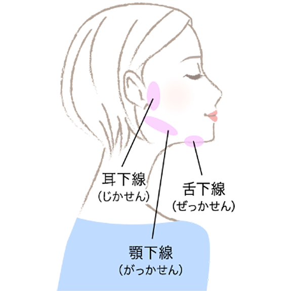 図：耳下腺・舌下線・顎下腺の位置